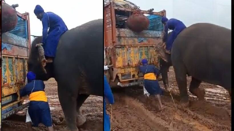  वाह गजराज: कीचड़ में फंसे 3 ट्रकों को हाथी खींच ले गया, वीडियो देख लोग बोले सूंड ने तो कमाल कर दिया