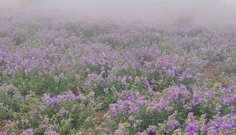 neelkurinji flowers blossom after 12 years chikkamagaluru ash 