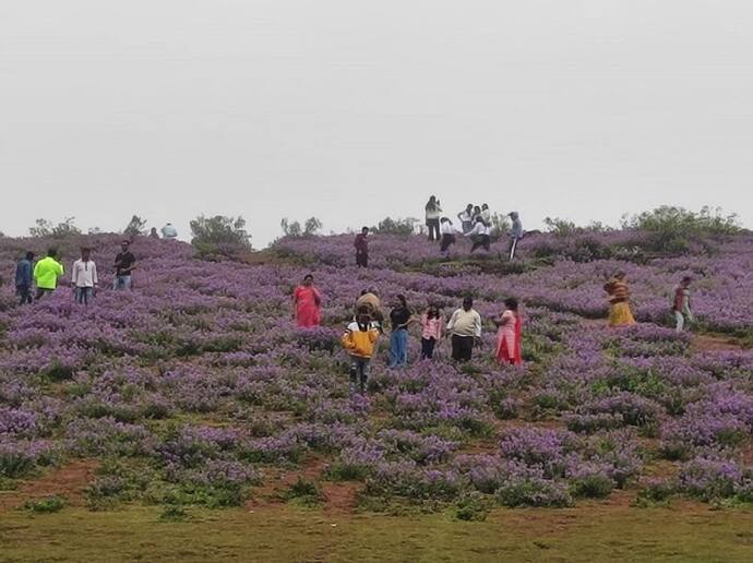 चिक्कमगलुरु के कॉफी बगान में 16 दलितों को 15 दिनों तक बंधक बनाकर अत्याचार, दलित महिला ने बच्चा खोया