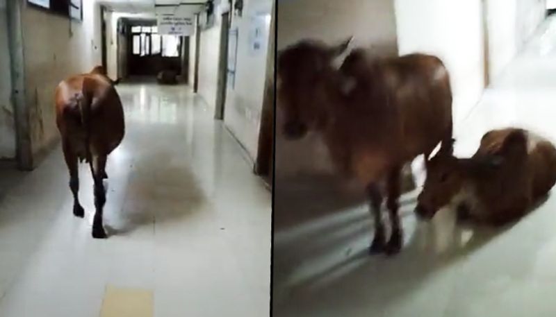 Cow strolling inside government building in Gujarat; watch here  - gps