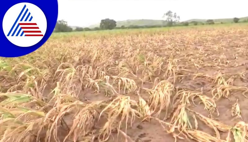 Farmers Faces Problems for Crop Destroying Insect at Indi in Vijayapura grg