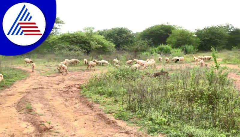 Still no water in Kolara amani lake gow