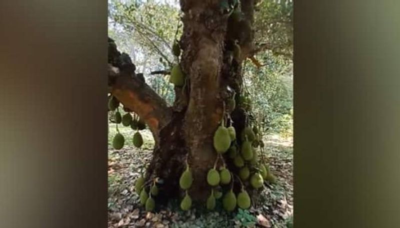 200 year old jack Fruit Tree is trending in social media 