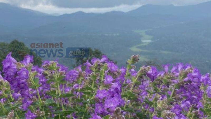 Kurinji flowers are blooming in Chikkamagaluru hill area! Spectacular view!