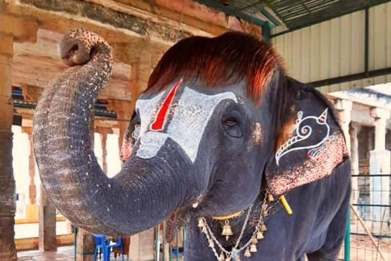 Srirangam temple elephants celebrate navaratri golu with mouth organ and dance