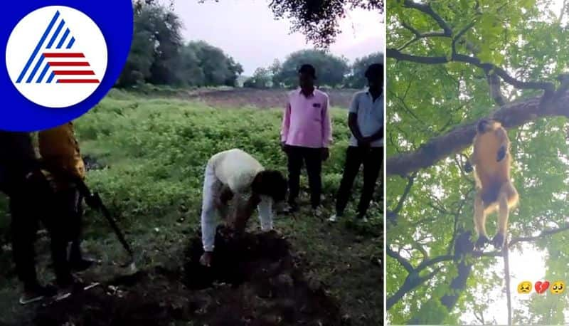 people killed monkeys and hanged into tree in Bidar's Bhalki akb