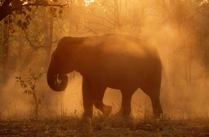 wild elephant group camp in channapatna gow