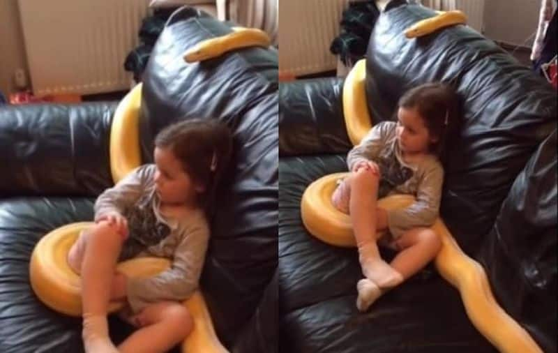 Girl watches TV with her 12 foot long pet python