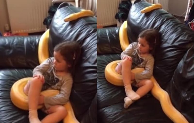 Girl watches TV with her 12 foot long pet python