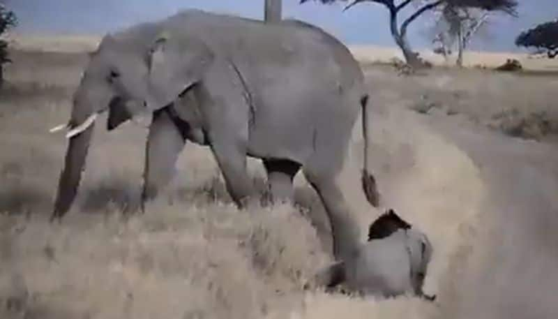 After baby Jumbo throws a tantrum, mother elephant walks away; adorable video will make your day - gps