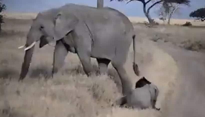 After baby Jumbo throws a tantrum, mother elephant walks away; adorable video will make your day