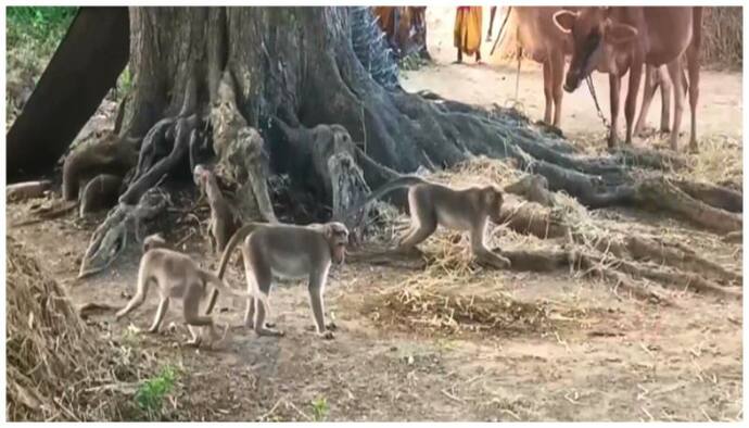 बाड़मेर में बंदर की निकाली शवयात्रा, गंगाजल से कराया स्नान, हिंदू रीवाज से बजरंग दल ने कराया अंतिम संस्कार