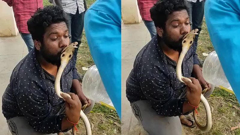 Cobra bites snake catcher lips in Karnataka