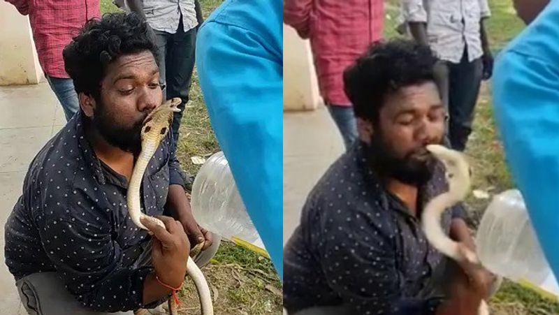 karnataka Man Tries To Kiss King Cobra On Head Gets Bit On The Lip