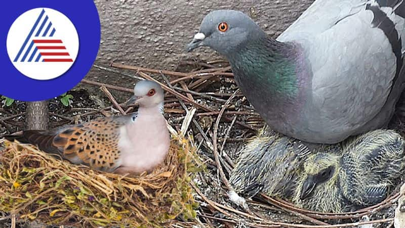 vastu tips pigeon nest in house is auspicious or inauspicious in tamil mks