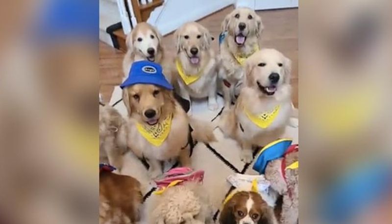 hilarious video in which different breeds of dogs are ready to go school 