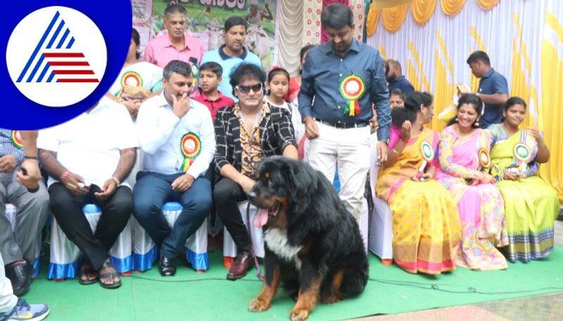 Dog Show at dasara  Festival;Tibetan Mastiff dog  attracted everyonerav