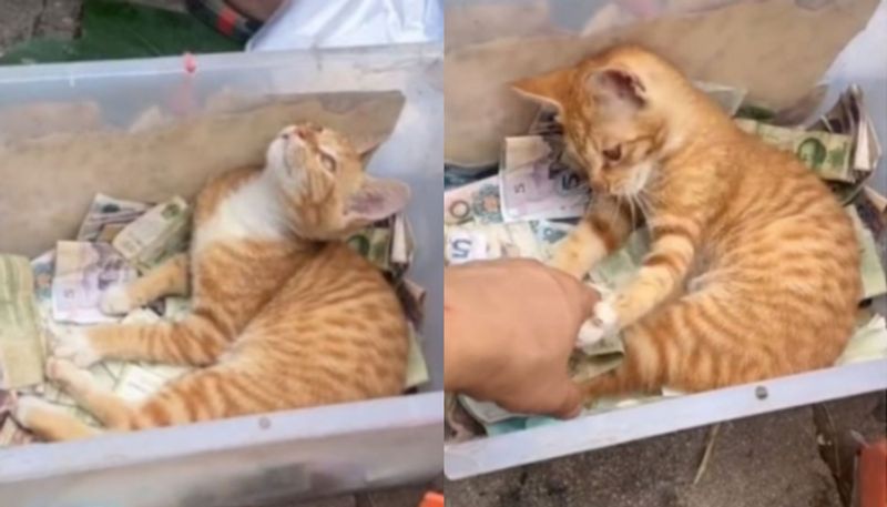 Netizens are in love with this viral video of a strict cashier cat