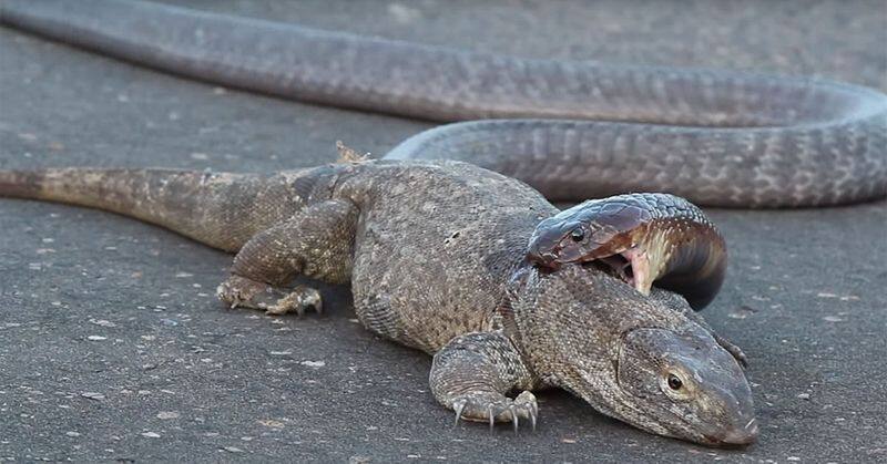 snake bites a Monitor lizard in nilgiri