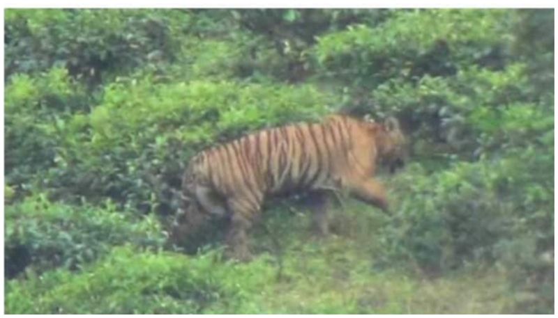 Drones are used by the forest service to locate the tiger that murdered the animals in Kerala's Munnar region.