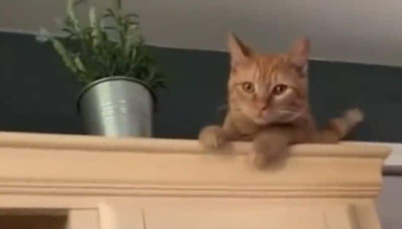 pet cats hilarious response on first day at home 