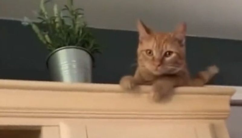 pet cats hilarious response on first day at home 