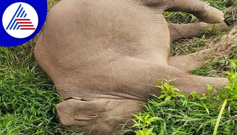 Elephant Dies Fallen in to the Pit in Chikkamagaluru grg