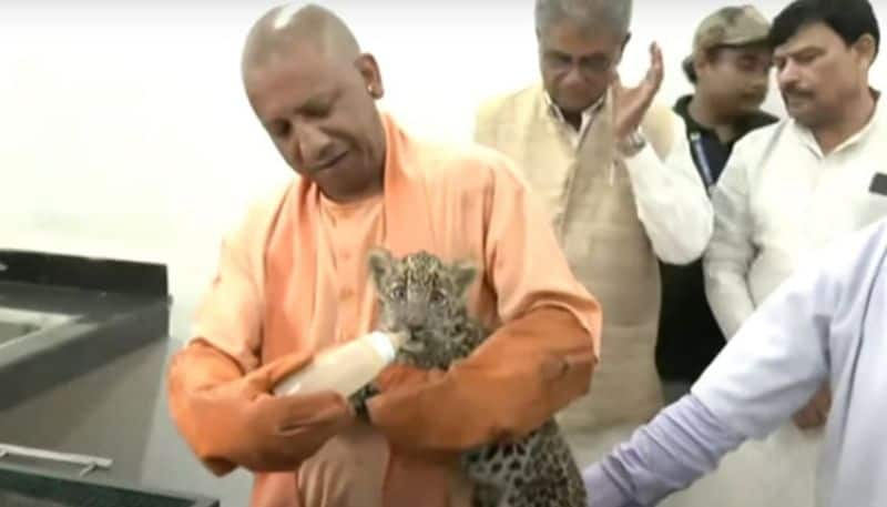 Yogi Adityanath Feeds milk Leopard Cub