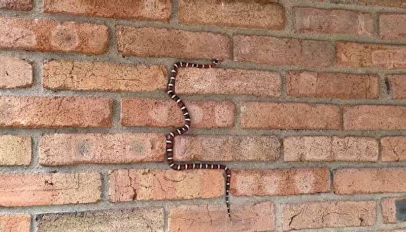 dmk cadres kill snake while using his leg in trichy kn nehru meeting