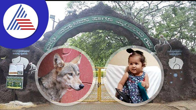 A year old Disha adopted indian grey wolf from Gadag Zoo rav