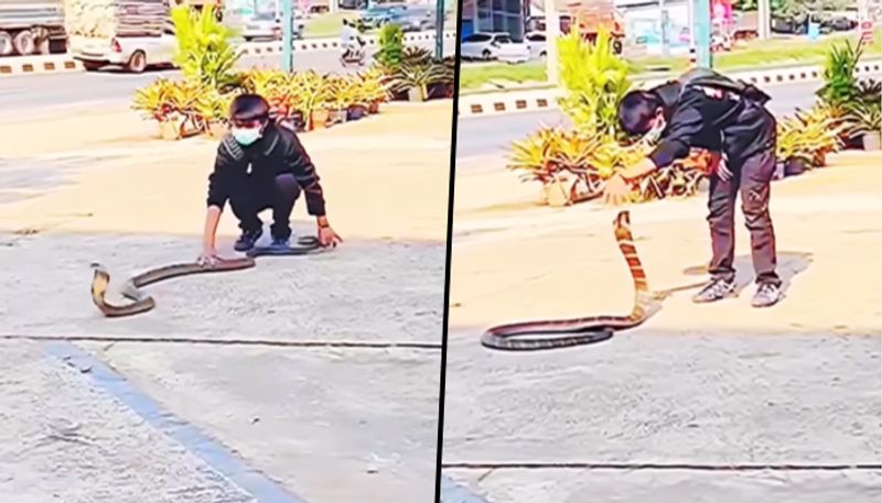 Boy catches giant king cobra with bare hands; find out what happens next - gps