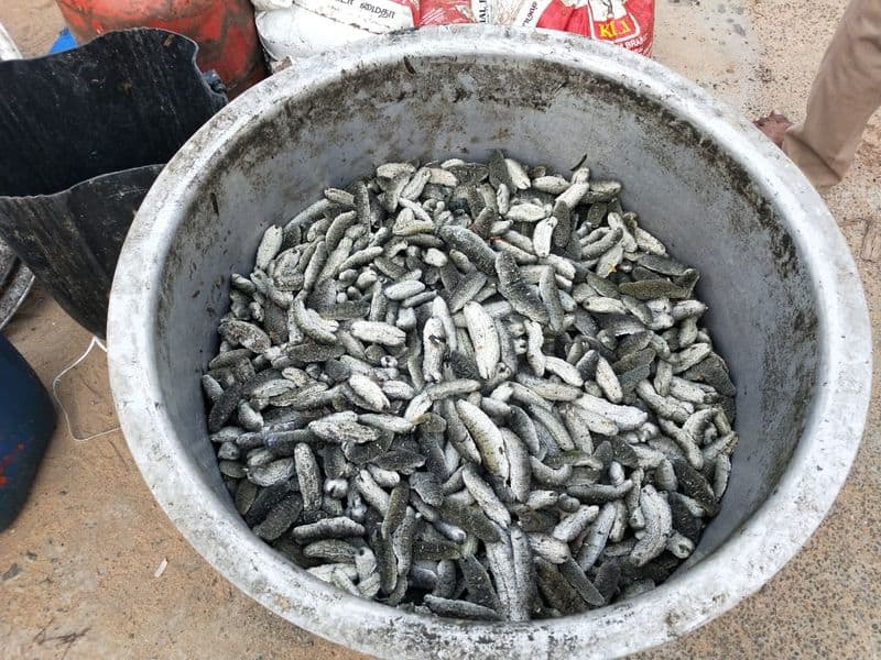 thousand hundred Kg Sea cucumber seized in ramanathapuram