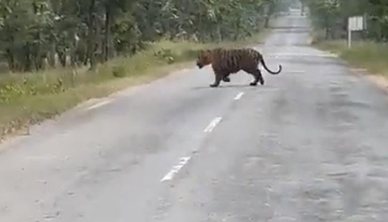 tourists trying to take photos of tiger in panna tiger reserve forest 