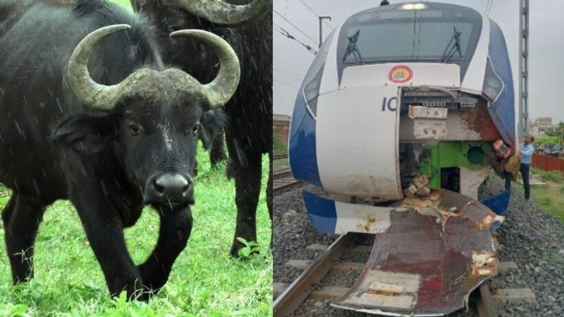 भैंसों ने तोड़ी वंदे भारत एक्सप्रेस की नाक, RPF ने केस कर मालिकों से कहा  क्यों की ऐसी खता, अब मिलेगी सजा