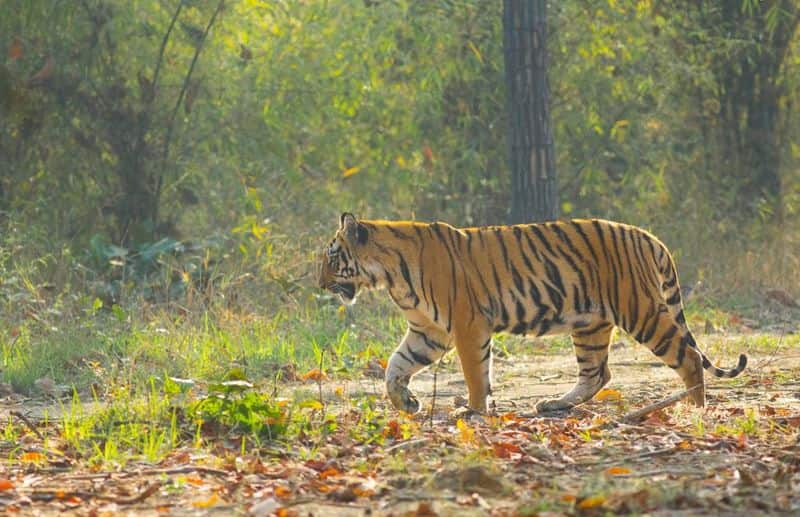 All 5 tiger reserves in Tamil Nadu are managed well: NTCA report