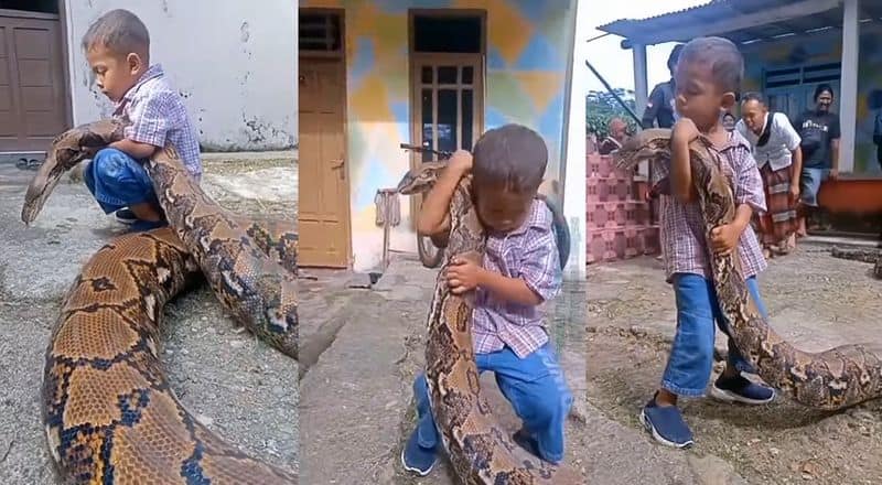 little boy playing with a huge  python and video goes viral