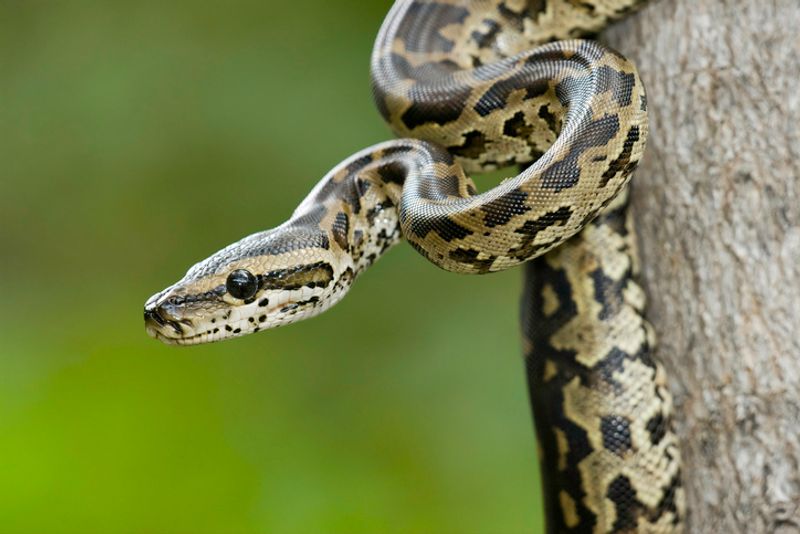 8 Feet Long Python Protection at Gurumitkal in Yadgir grg