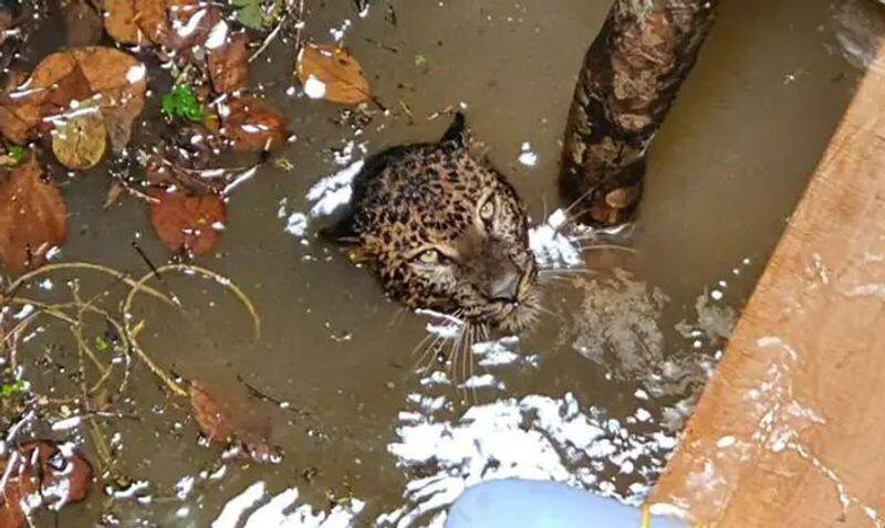 Leopard falls into a family's well in Kerala's Wayanad, rescued after hours