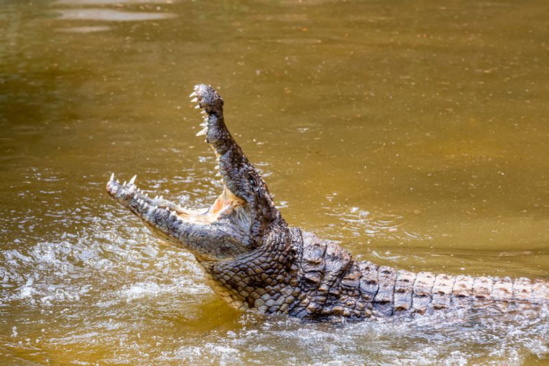 Man Wears Crocodile Costume And Teases The Reptile, Internet Shocked