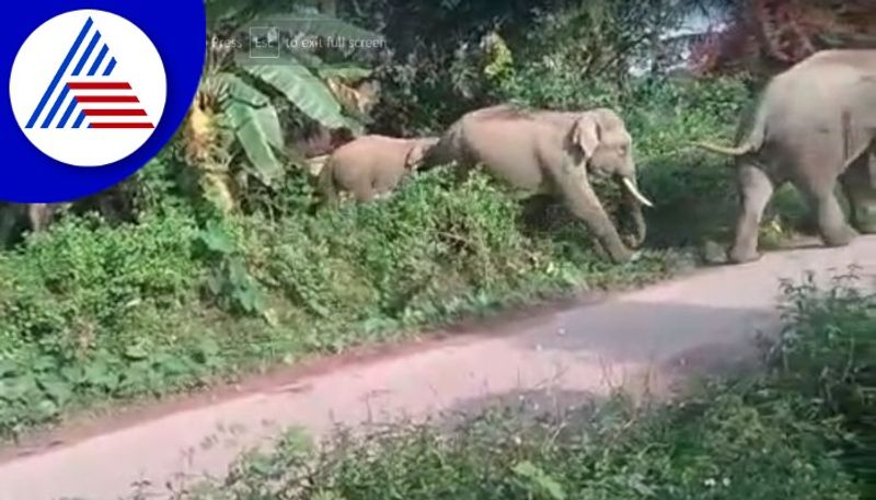 Chikkamagaluru people worried about wild elephants gow