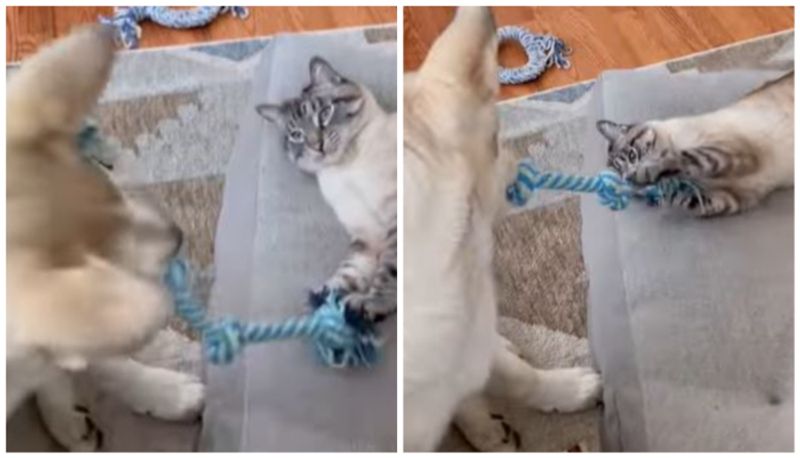 dog and cat best friends play tug of war with each other