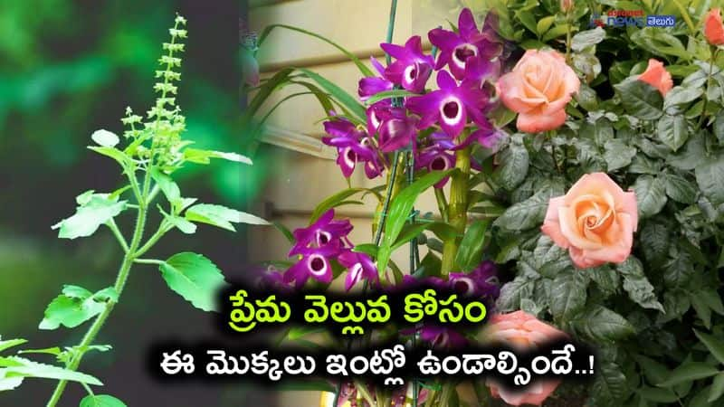 Bring these plants home to attract love in your life