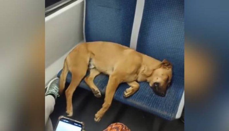 Passengers in a Crowded Bus allow the Sleeping Dog Occupy Seats