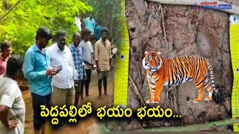 Leopard  roaming In Ramagundam Peddapalli District  