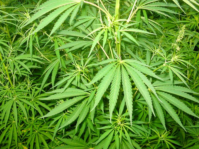 Himachal Pradesh assembly passes resolution to legalise marijuana cultivation in the state