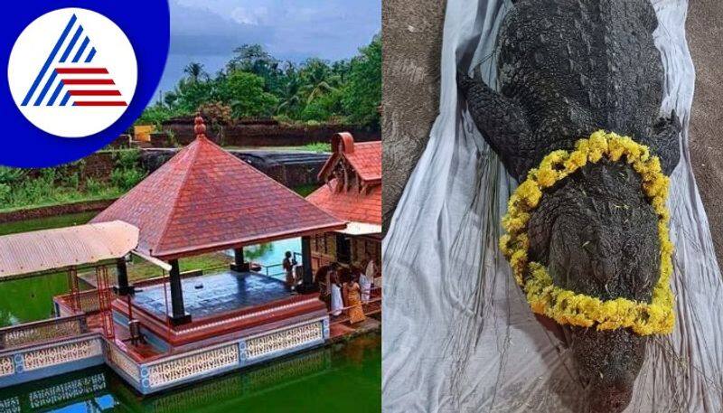 miraculous crocodile babiya death at kumbala anantapur temple kasaragodu