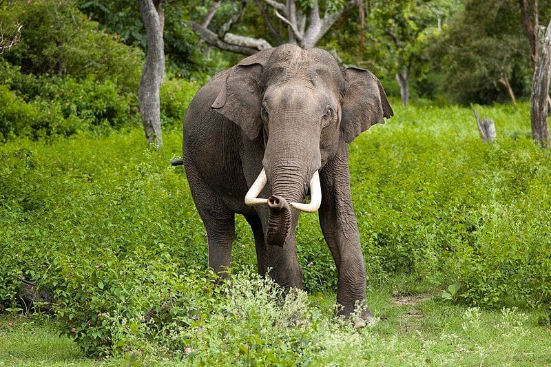 a forest elephant gaja enters residential area after 2 months