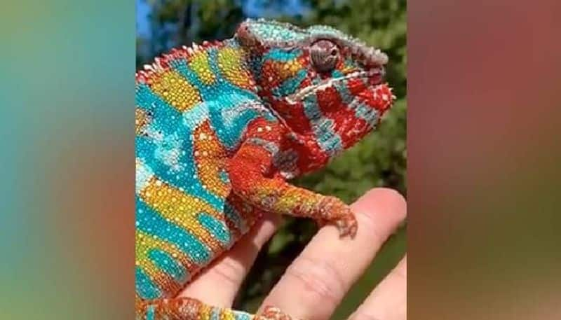 viral video of  Panther Chameleon 