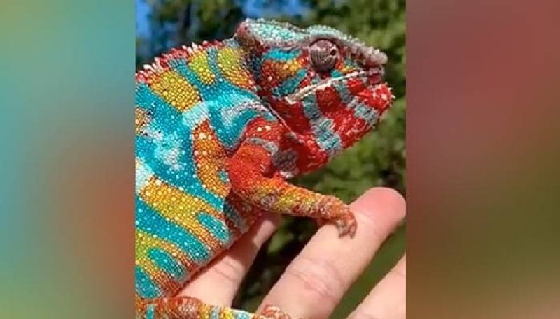 viral video of  Panther Chameleon 