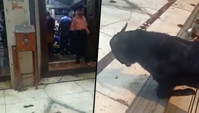 Goat kneels down, prays to Lord Shiva during aarti at Kanpur temple; incredible video goes viral - gps